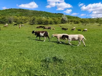 Får, Dorper sheep — foto 2