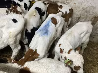 گاو نر, Simmental cattle — عکس 2