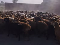 Baran, Owce — zdjęcie 1