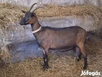 Buk, Alpine goat — foto 3