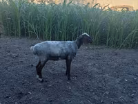 Vædder, Blackheaded Persian sheep — foto 3