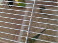 2 ədəd yuva 2 cüt papuqay.iki cüt ikside yumurta usdunde yatır — foto 4