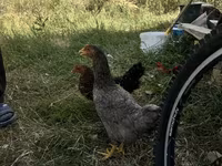 Derbyshire Redcap — sawirka 6