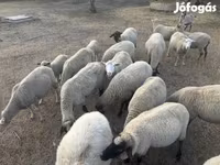 Beran, Tsigai sheep — foto 1