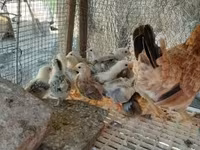 Chickens — foto 4