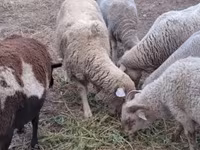 பெண் ஆடு, Merino sheep — புகைப்படம் 3