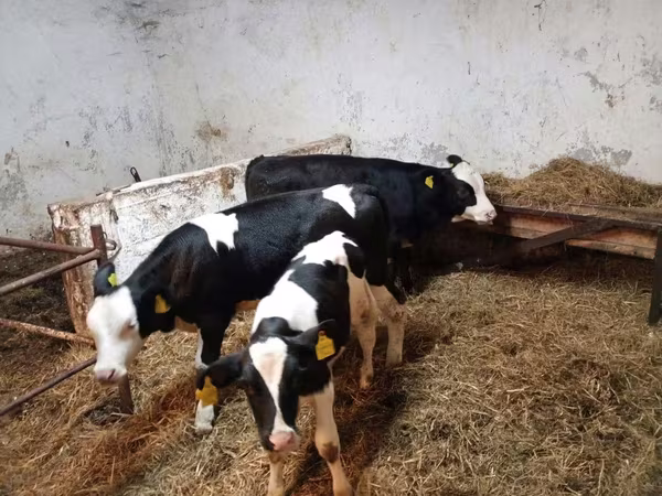ላም, Russian Black pied cattle
