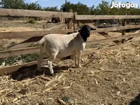 Beran, Dorper sheep — foto 1