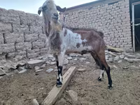 Keçi, Nubian Goat — foto 3