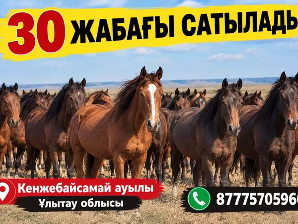 اسب (گروه، جنسیت مشخص نشده), Kazakh horse