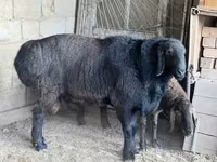 Montone, Arashan sheep — foto 2
