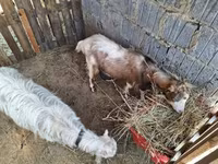 Goat, Goats — photo 2