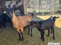 แพะตัวผู้, Dutch Landrace goats — รูปภาพ 4