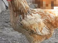Chickens — fotografija 8