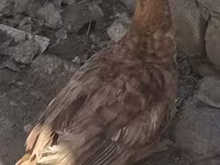 Ducks — foto 1