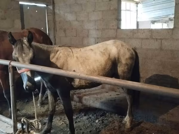 Horse (M), Horse breed — Kyrgyzstan