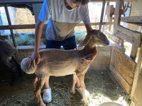 แกะตัวผู้, Arashan sheep — รูปภาพ 1
