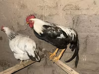 Chickens — foto 1