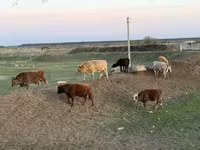 Bou, Bovine — foto 2