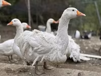 Geese — photo 3