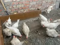 Chickens — fotografija 2