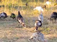 Turkeys — foto 4
