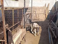 میش, گوسفند — عکس 5
