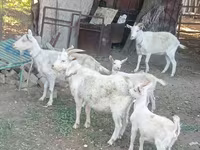 Cabra, Dutch Landrace goats — foto 2