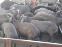 公羊, Arabi sheep — 照片 1