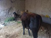 مویشی (گروپ، جنس مذکور نہیں), مویشی — تصویر 5
