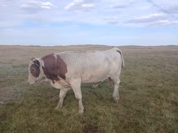 Toro, Simmental cattle