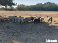 Ovce, Racka sheep — foto 3
