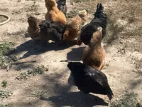 Chickens — foto 3