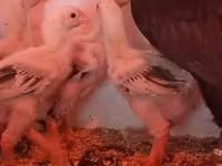Chickens — акс 4