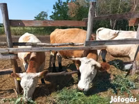 วัวตัวเมีย, Simmental cattle — รูปภาพ 8