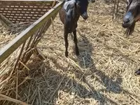 बकरी, Nubian Goat — फ़ोटो 3