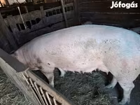 Scrofa, Дюрок — foto 4