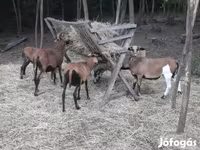 Baran, Cameroon sheep — zdjęcie 3
