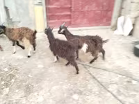 بز ماده, بز — عکس 3