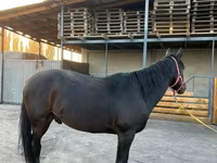 Hengst, Karachay horse — Foto 3