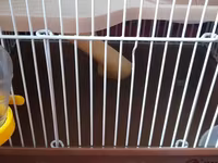 Hamster qəfəsi və aksesuar dəsti - Kiçik gəmiricilər üçün iki — fotografija 5