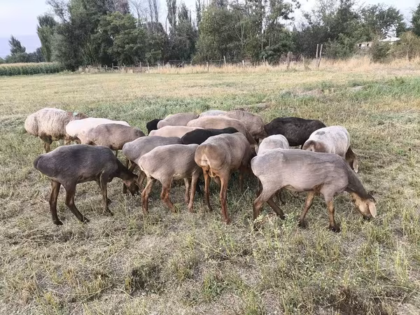Sheep, Sheep — Kyrgyzstan
