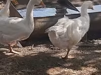 Geese — fotografija 2