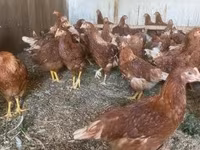 Chickens — عکس 2