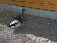Ducks — 사진 1