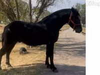 Hingst, Heste — foto 1