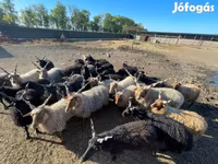 Хуц, Racka sheep — 5 зураг