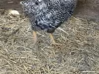 Chickens — zdjęcie 2
