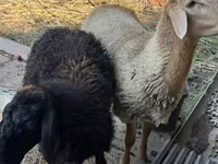 Kambing jantan, Hissar sheep — foto 2