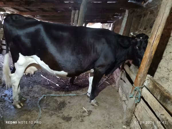 Mucca, Razza Holstein — Moldavia
